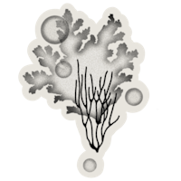 a black and white drawing of a coral