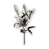 a black and white drawing of lilies on a black background