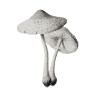 a black and white drawing of two mushrooms